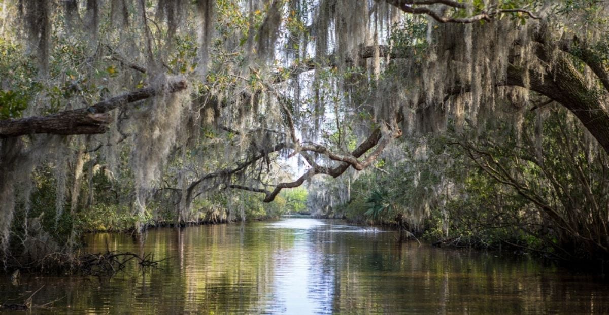 Louisiana Regulators Swamp Bovada’s Operations