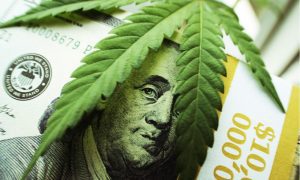 cannabis plant and $100 bills