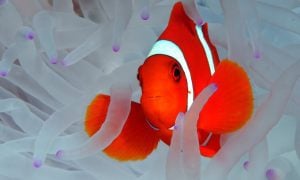 clown fish and anemone