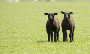 two black sheep in a field