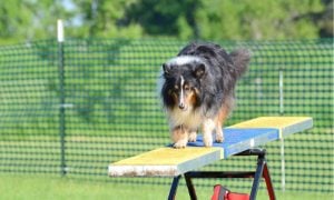 dog on an agility teeter totter
