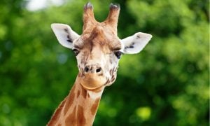 giraffe headshot