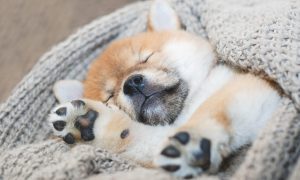 sleeping Shiba Inu puppy