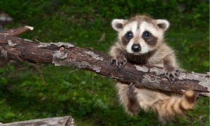 baby raccoon hanging on branch