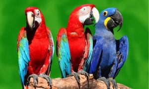 three macaw parrots