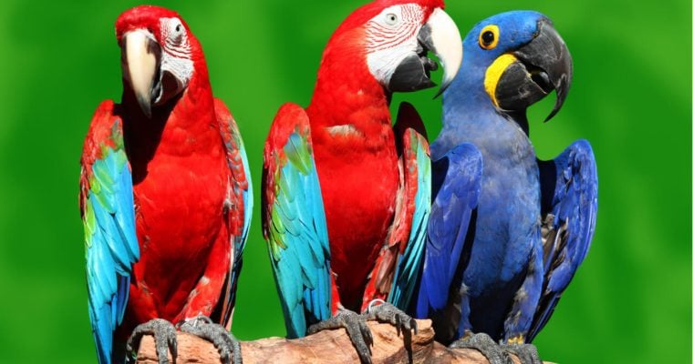 three macaw parrots