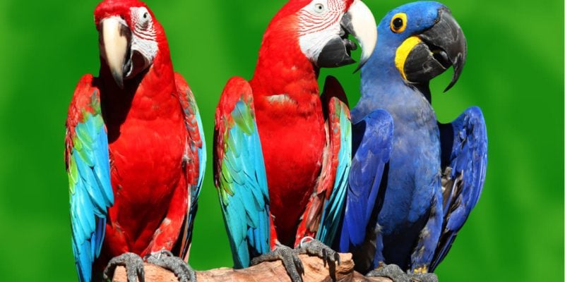 three macaw parrots