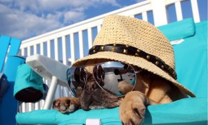 pug in lawn chair with shades