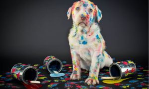 dog covered in paint