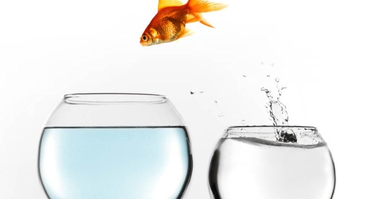 goldfish jumping into different bowl