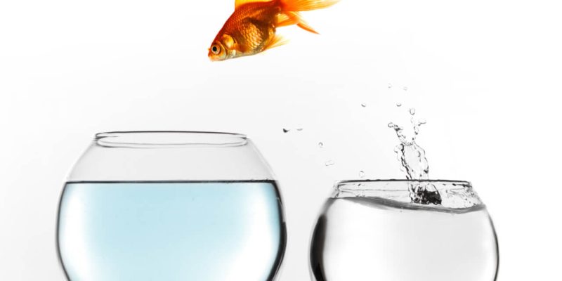 goldfish jumping into different bowl