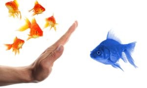 hand stopping blue fish from joining goldfish