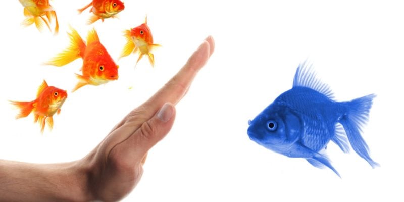 hand stopping blue fish from joining goldfish