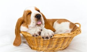 Bassett Hound in small basket
