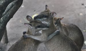 two kangaroos hugging