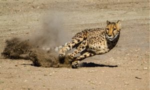 Cheetah running in dirt