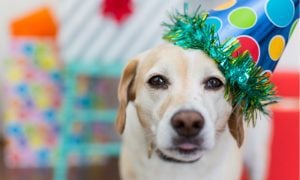 golden retriever in party hat