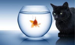 cat watching goldfish in bowl