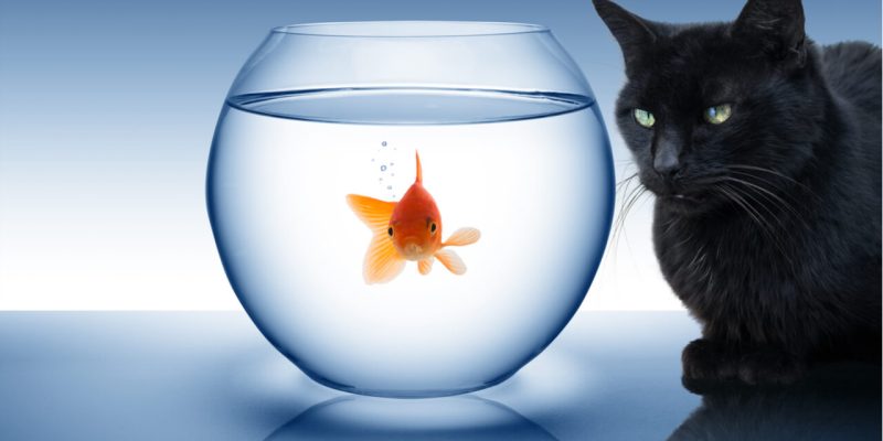 cat watching goldfish in bowl