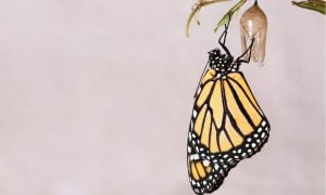monarch butterfly exiting cocoon
