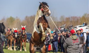 horse rearing up on hind legs
