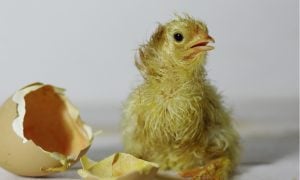 chick hatching from egg