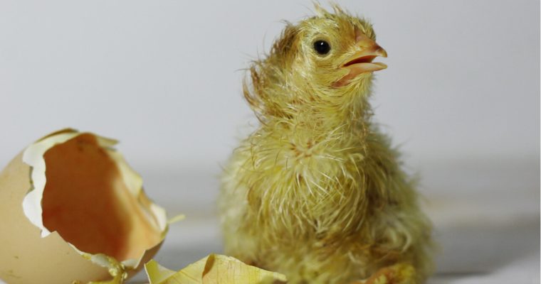 chick hatching from egg