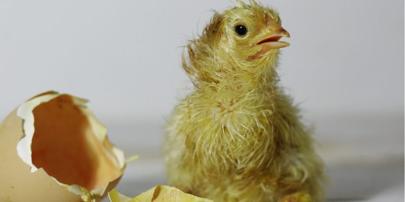 chick hatching from egg