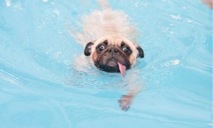 pug swimming in water