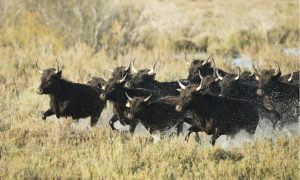 bulls running through river