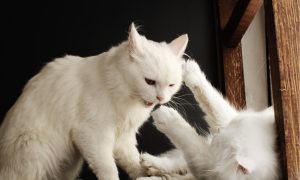 two white cats fighting
