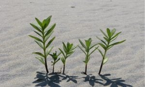 five plants on a sandy beach