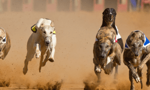 New Oregon Bill Can Possibly Ban Wagering On Greyhound Racing