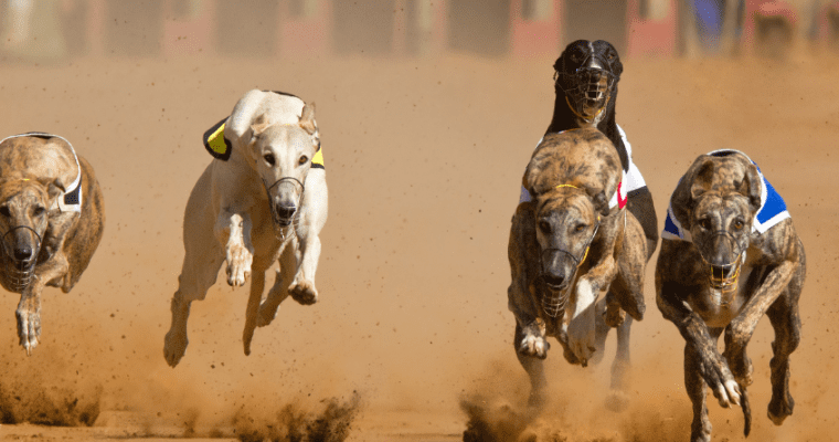 New Oregon Bill Can Possibly Ban Wagering On Greyhound Racing