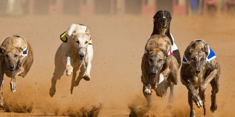 New Oregon Bill Can Possibly Ban Wagering On Greyhound Racing