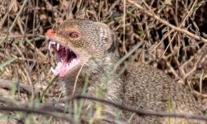 Indian Grey Mongoose Native To Hawaii, Representing Hawaii Gambling.