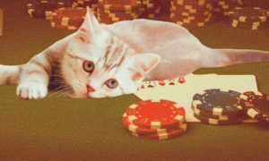 Poker Ban And Kitten Funds Are Being Fought From Virginia Animal Rescue