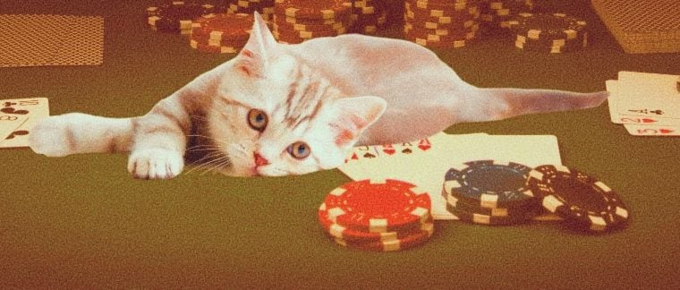 Poker Ban And Kitten Funds Are Being Fought From Virginia Animal Rescue