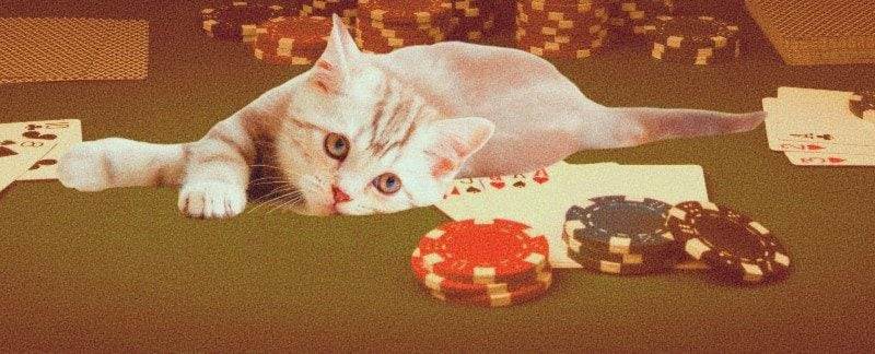 Poker Ban And Kitten Funds Are Being Fought From Virginia Animal Rescue