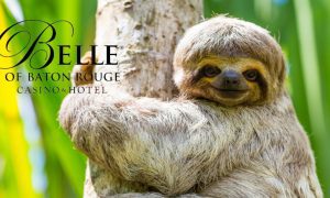 Peruvian Amazon 3 Toed Sloth Smiles on Tree with Belle of Baton Rouge casino hotel logo