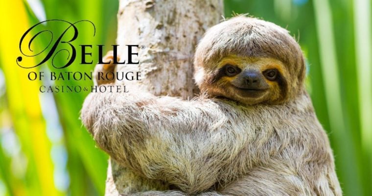 Peruvian Amazon 3 Toed Sloth Smiles on Tree with Belle of Baton Rouge casino hotel logo