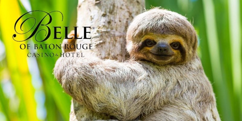 Peruvian Amazon 3 Toed Sloth Smiles on Tree with Belle of Baton Rouge casino hotel logo