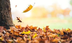 leaves falling off tree