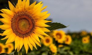 Kansas Sunflower State tribal sports betting