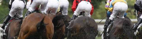 thoroughbred horses racing