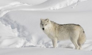 Lone Wolf In Snow
