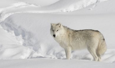 Lone Wolf In Snow