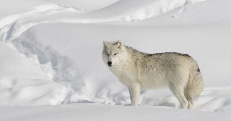 Lone Wolf In Snow