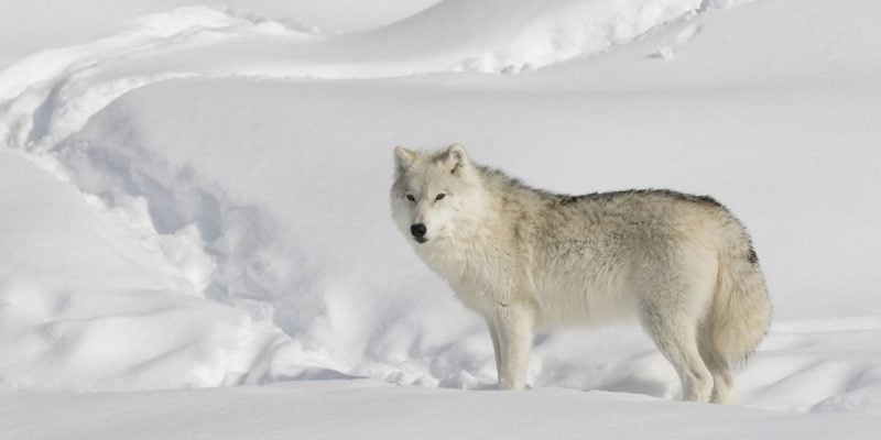 Lone Wolf In Snow