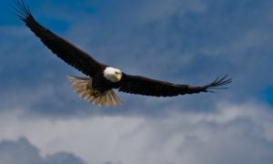 bald eagle soaring in sky